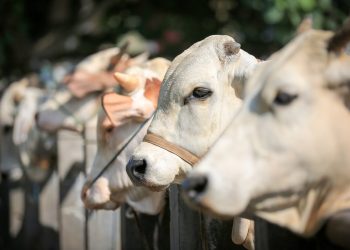 Ilustrasi: Hewan Ternak