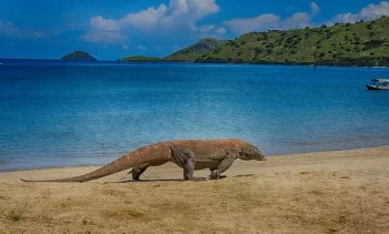 Taman Nasional Komodo Terindah Dunia 2026