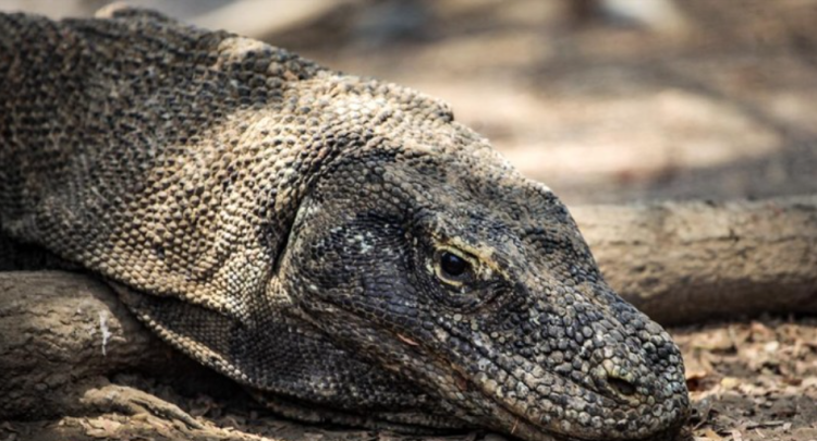 Diplomasi Hijau: Indonesia Kirim Komodo ke iZoo Shizuoka Jepang untuk Program Breeding Loan