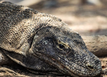 Diplomasi Hijau: Indonesia Kirim Komodo ke iZoo Shizuoka Jepang untuk Program Breeding Loan